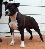 CH. ZICAN'S IMPRESSIVE MR DOC (IMP SWD)